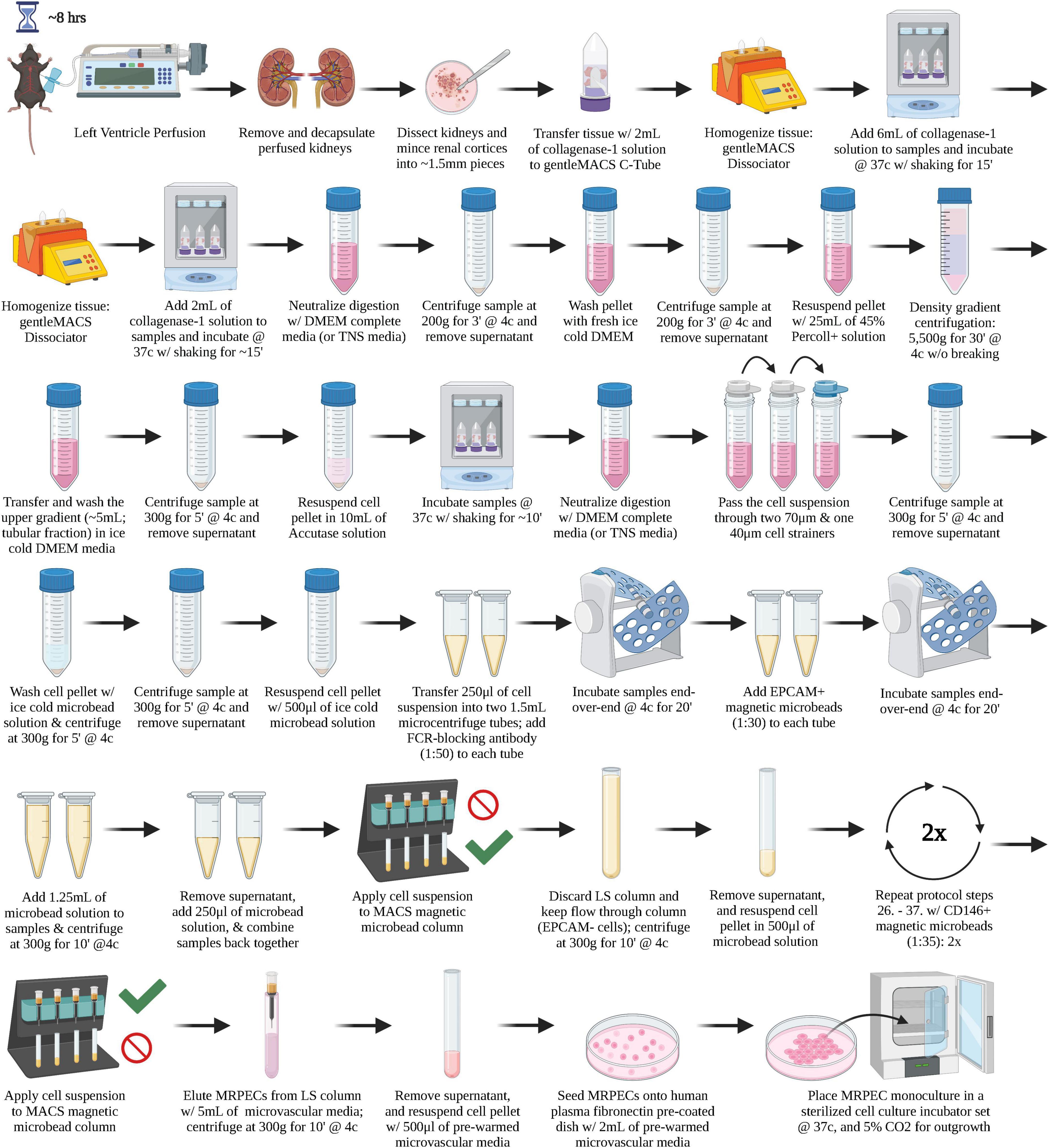 A refined protocol for the isolation and monoculture of primary mouse renal peritubular endothelial cells